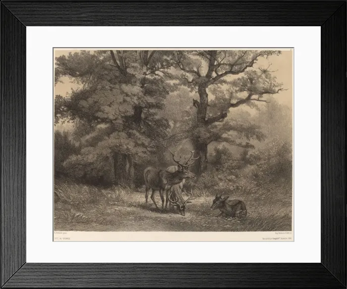 Framed Print : Cerfs au Gagnage. Creator: Karl Bodmer Framed Print : Cerfs au Gagnage. Creator: Karl Bodmer