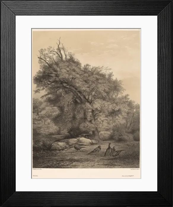 Framed Print : Faisans. Creator: Karl Bodmer Framed Print : Faisans. Creator: Karl Bodmer