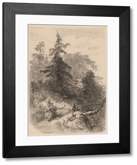 Framed Print : Les Faisans. Creator: Karl Bodmer Framed Print : Les Faisans. Creator: Karl Bodmer