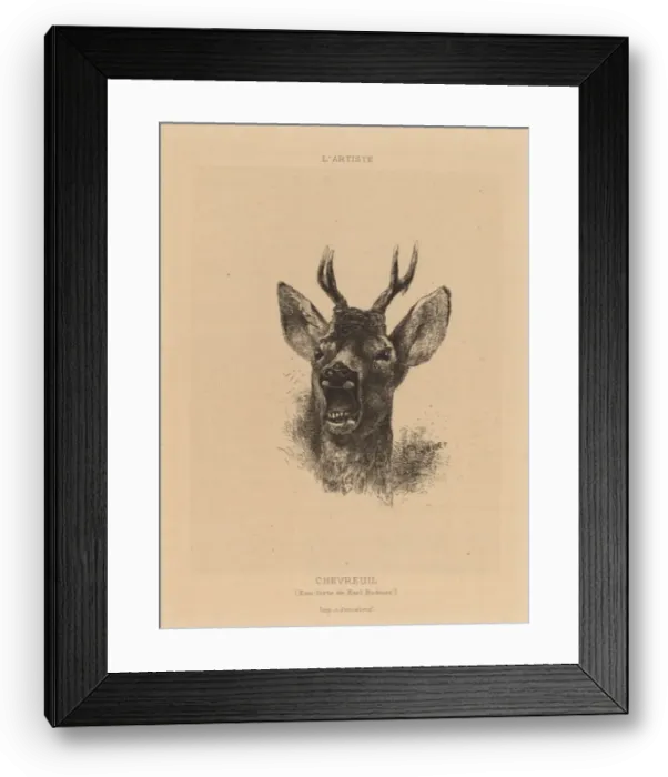Framed Print : Chevreuil. Creator: Karl Bodmer Framed Print : Chevreuil. Creator: Karl Bodmer