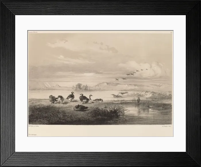 Framed Print : Oies sauvages. Creator: Karl Bodmer Framed Print : Oies sauvages. Creator: Karl Bodmer
