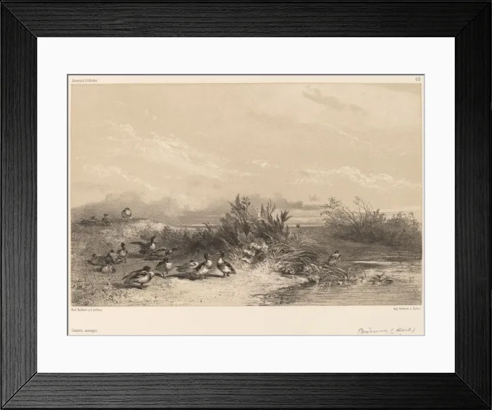 Framed Print : Canards Sauvages. Creator: Karl Bodmer Framed Print : Canards Sauvages. Creator: Karl Bodmer