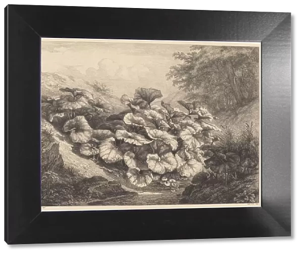 Large Coltsfoot, 1843. Creator: Eugene Blery