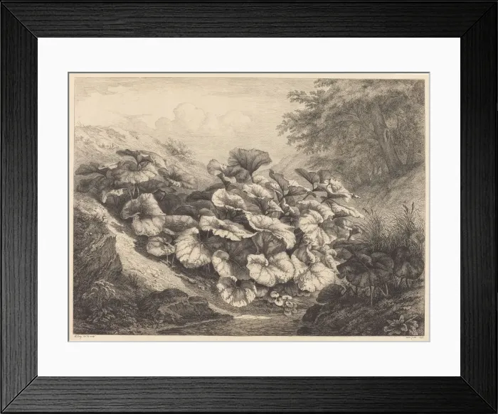 Framed Print : Large Coltsfoot, 1843. Creator: Eugene Blery Framed Print : Large Coltsfoot, 1843. Creator: Eugene Blery