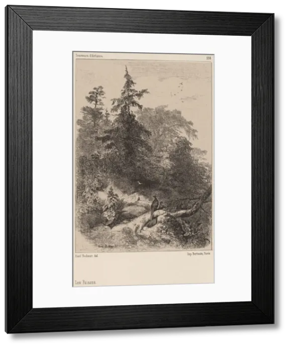 Framed Print : Les Faisans. Creator: Karl Bodmer Framed Print : Les Faisans. Creator: Karl Bodmer