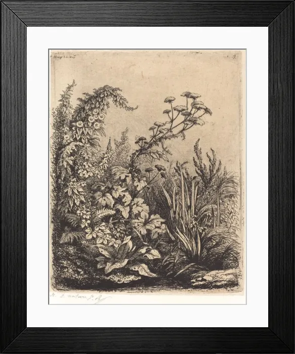 Framed Print : La petite berle aux liserons (Small Water-parsnip with Bindweed), published 1849 Framed Print : La petite berle aux liserons (Small Water-parsnip with Bindweed), published 1849