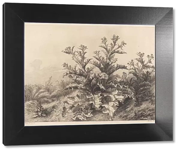 Large Thistle, 1843. Creator: Eugene Blery