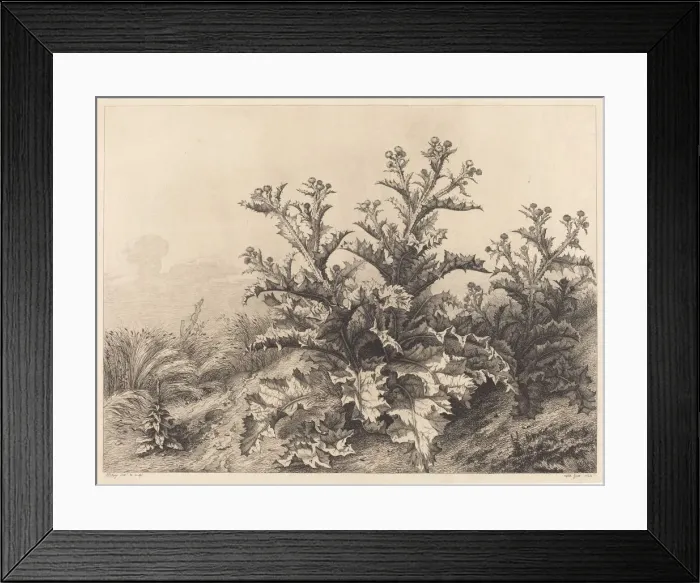 Framed Print : Large Thistle, 1843. Creator: Eugene Blery Framed Print : Large Thistle, 1843. Creator: Eugene Blery