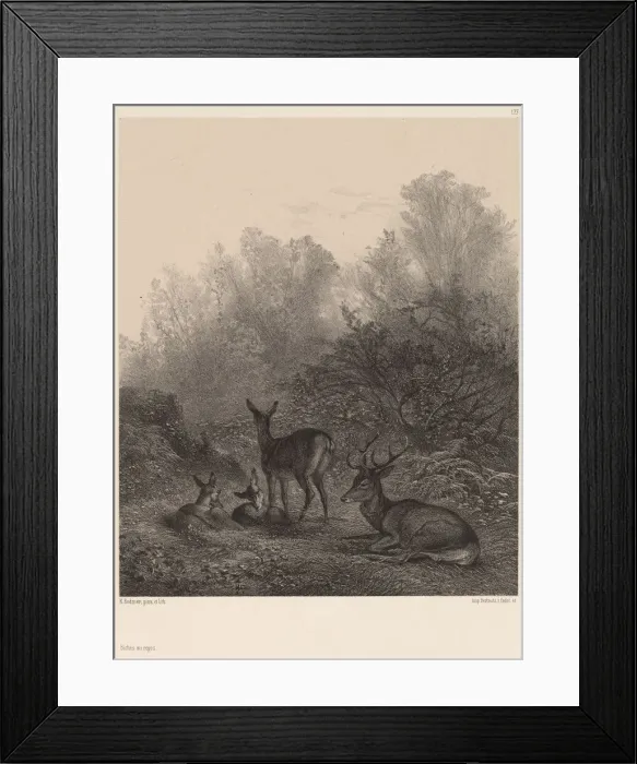 Framed Print : Biches au repos. Creator: Karl Bodmer Framed Print : Biches au repos. Creator: Karl Bodmer
