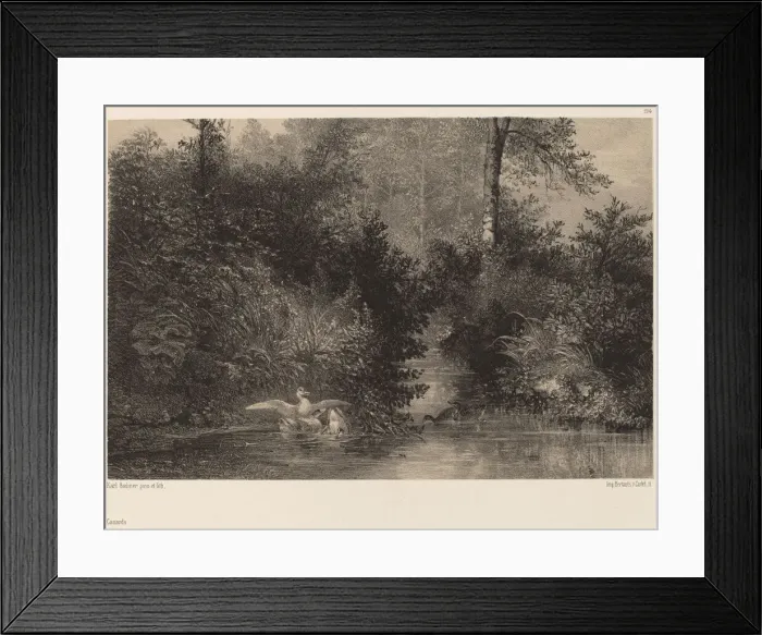 Framed Print : Canards. Creator: Karl Bodmer Framed Print : Canards. Creator: Karl Bodmer