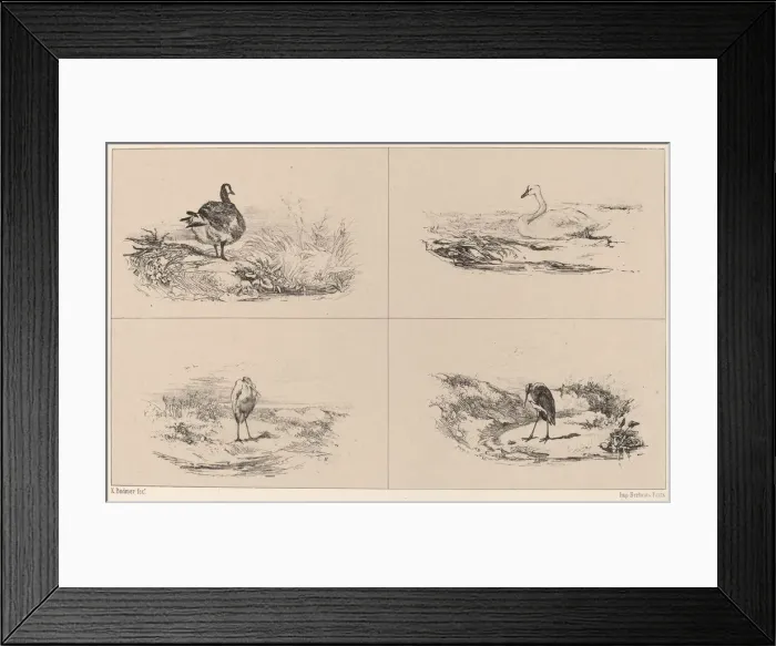 Framed Print : Oies, Cygnes, herons. Creator: Karl Bodmer Framed Print : Oies, Cygnes, herons. Creator: Karl Bodmer