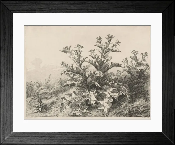 Framed Print : The Great Thistle (Le Grand Chardon), 1843. Creator: Eugene Blery Framed Print : The Great Thistle (Le Grand Chardon), 1843. Creator: Eugene Blery