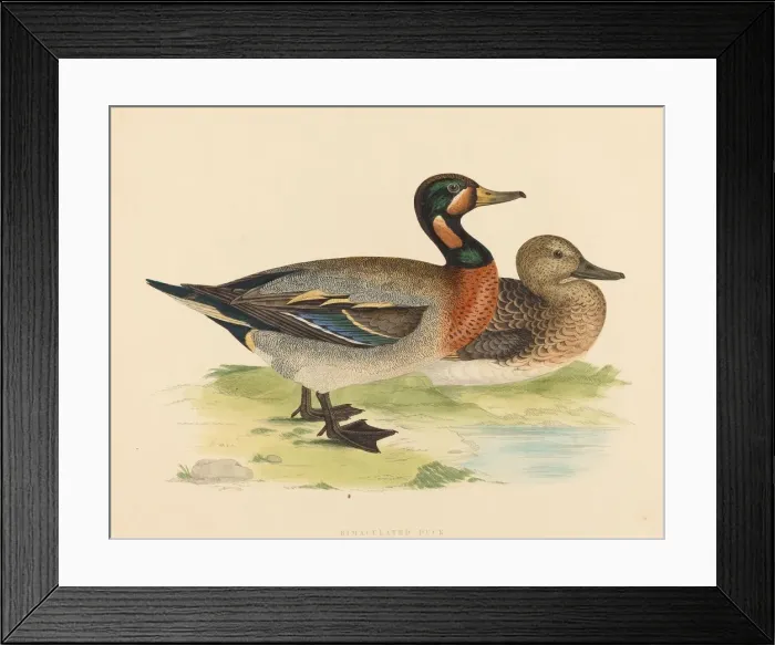 Framed Print : Bimaculated Duck, 1855. Creator: Unknown Framed Print : Bimaculated Duck, 1855. Creator: Unknown