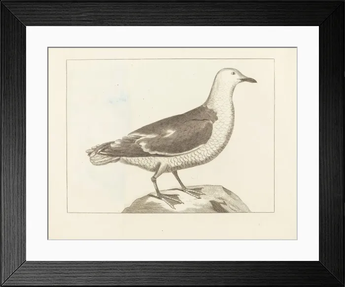 Framed Print : Water Fowl, early 19th century. Creator: Unknown Framed Print : Water Fowl, early 19th century. Creator: Unknown