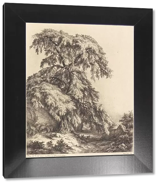 Juniper Tree, 1840. Creator: Eugene Blery