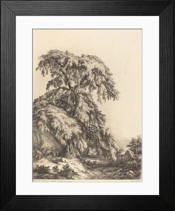 Framed Print : Juniper Tree, 1840. Creator: Eugene Blery Framed Print : Juniper Tree, 1840. Creator: Eugene Blery