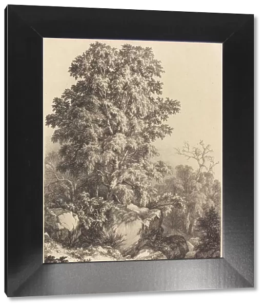 Beech Grove, 1840. Creator: Eugene Blery