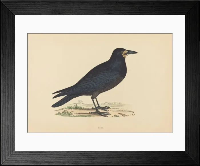 Framed Print : Rook. Creator: Unknown Framed Print : Rook. Creator: Unknown