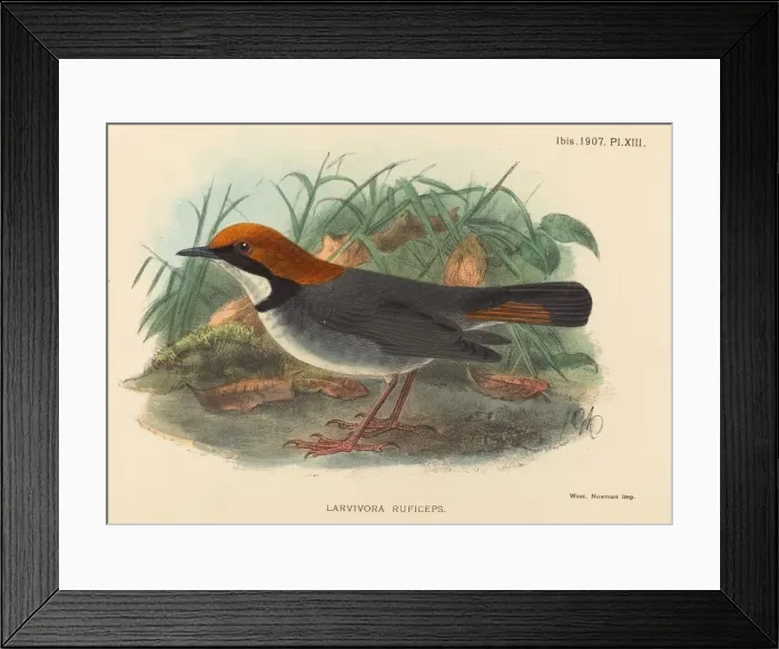 Framed Print : Bird (Larvivora Ruficeps). Creator: Unknown Framed Print : Bird (Larvivora Ruficeps). Creator: Unknown