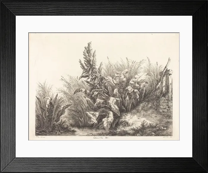 Framed Print : Patience d eau, etude (Study of a Patience-Dock), 1840. Creator: Eugene Blery Framed Print : Patience d eau, etude (Study of a Patience-Dock), 1840. Creator: Eugene Blery