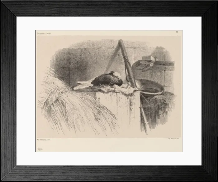 Framed Print : Pigeon. Creator: Karl Bodmer Framed Print : Pigeon. Creator: Karl Bodmer