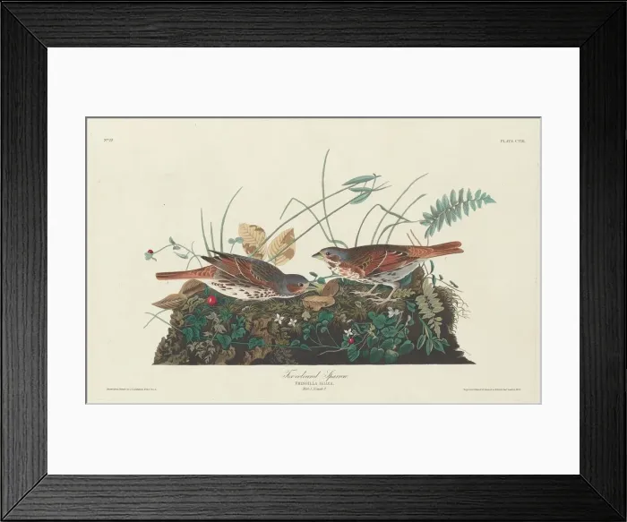 Framed Print : Two-colored Sparrow, 1831. Creator: Robert Havell Framed Print : Two-colored Sparrow, 1831. Creator: Robert Havell