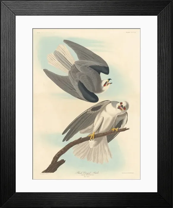 Framed Print : Black-winged Hawk, 1837. Creator: Robert Havell Framed Print : Black-winged Hawk, 1837. Creator: Robert Havell
