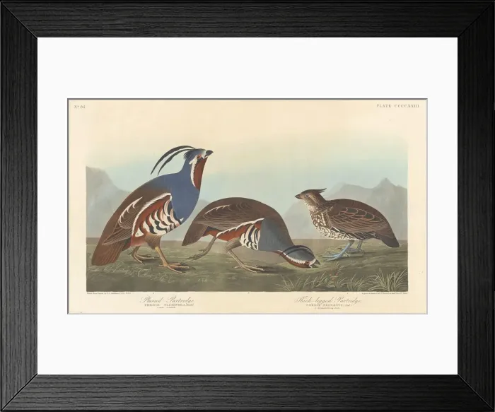 Framed Print : Plumed Partridge and Thick-legged Partridge, 1838. Creator: Robert Havell Framed Print : Plumed Partridge and Thick-legged Partridge, 1838. Creator: Robert Havell