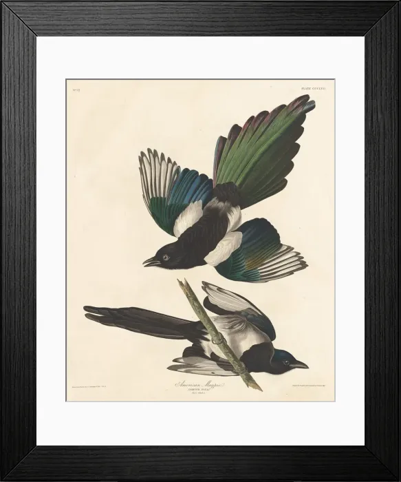 Framed Print : American Magpie, 1837. Creator: Robert Havell Framed Print : American Magpie, 1837. Creator: Robert Havell