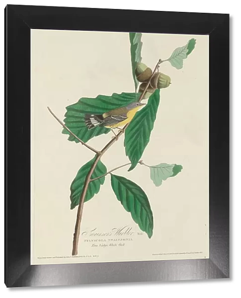 Swainsons Warbler, 1828. Creator: Robert Havell