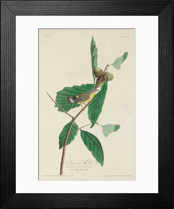 Framed Print : Swainsons Warbler, 1828. Creator: Robert Havell Framed Print : Swainsons Warbler, 1828. Creator: Robert Havell
