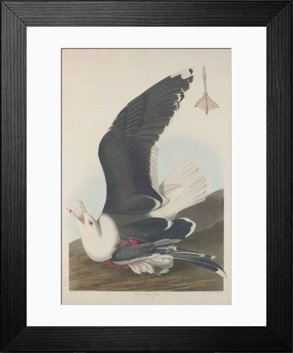 Framed Print : Black-Backed Gull, 1835. Creator: Robert Havell Framed Print : Black-Backed Gull, 1835. Creator: Robert Havell
