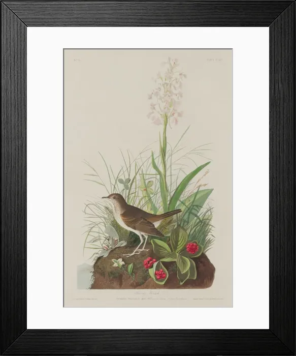 Framed Print : Tawny Thrush, 1833. Creator: Robert Havell Framed Print : Tawny Thrush, 1833. Creator: Robert Havell