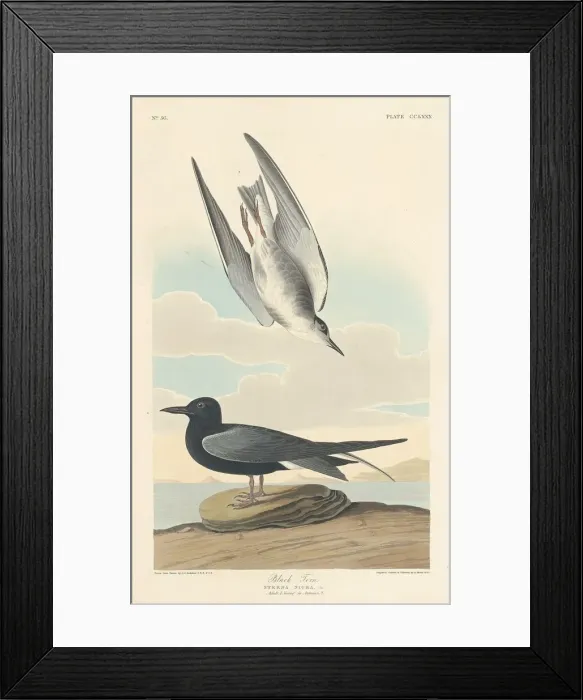 Framed Print : Black Tern, 1835. Creator: Robert Havell Framed Print : Black Tern, 1835. Creator: Robert Havell