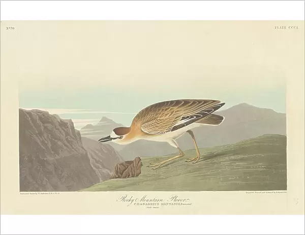Rocky Mountain Plover, 1836. Creator: Robert Havell