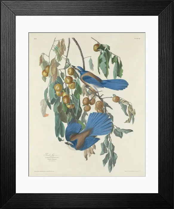 Framed Print : Florida Jays, 1830. Creator: Robert Havell Framed Print : Florida Jays, 1830. Creator: Robert Havell