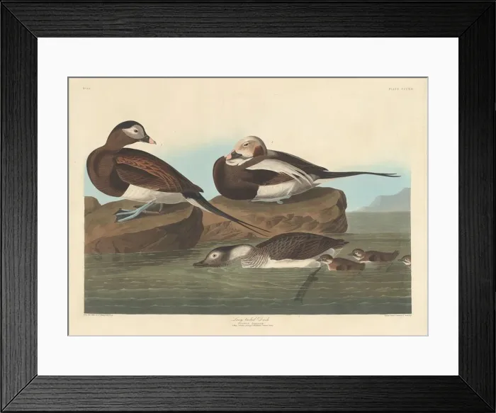 Framed Print : Long-tailed Duck, 1836. Creator: Robert Havell