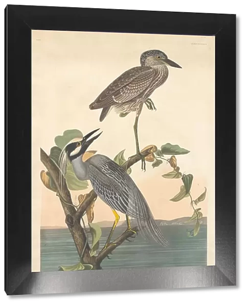 Yellow-crowned Heron, 1836. Creator: Robert Havell