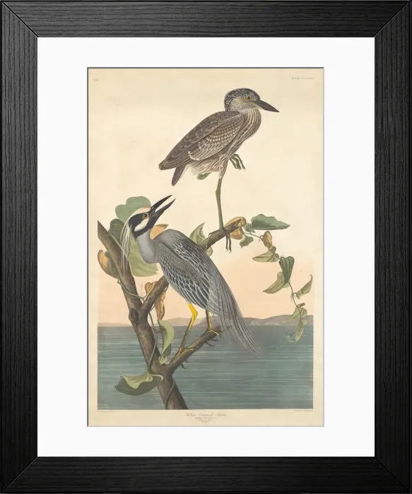 Framed Print : Yellow-crowned Heron, 1836. Creator: Robert Havell Framed Print : Yellow-crowned Heron, 1836. Creator: Robert Havell