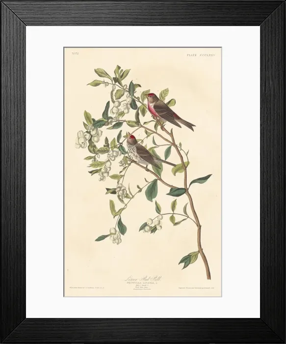 Framed Print : Lesser Red-poll, 1837. Creator: Robert Havell Framed Print : Lesser Red-poll, 1837. Creator: Robert Havell