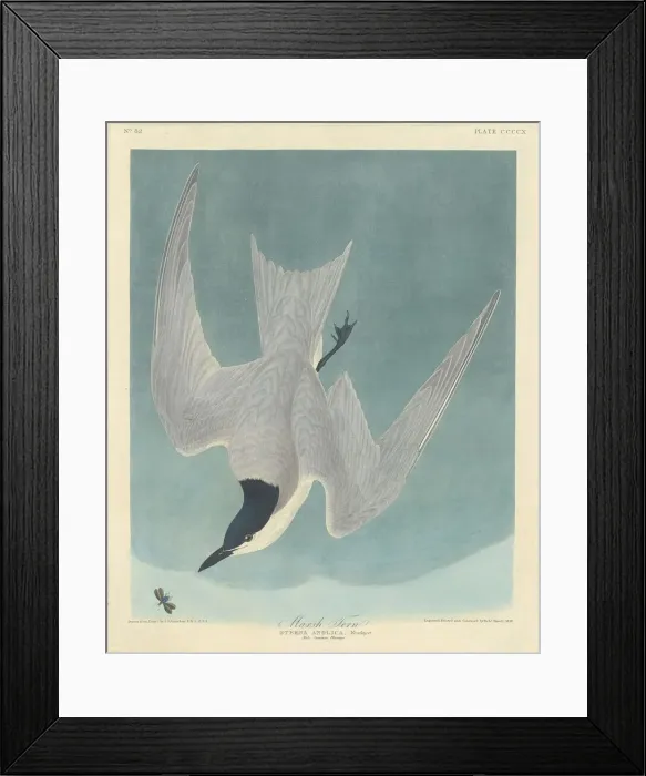 Framed Print : Marsh Tern, 1838. Creator: Robert Havell Framed Print : Marsh Tern, 1838. Creator: Robert Havell