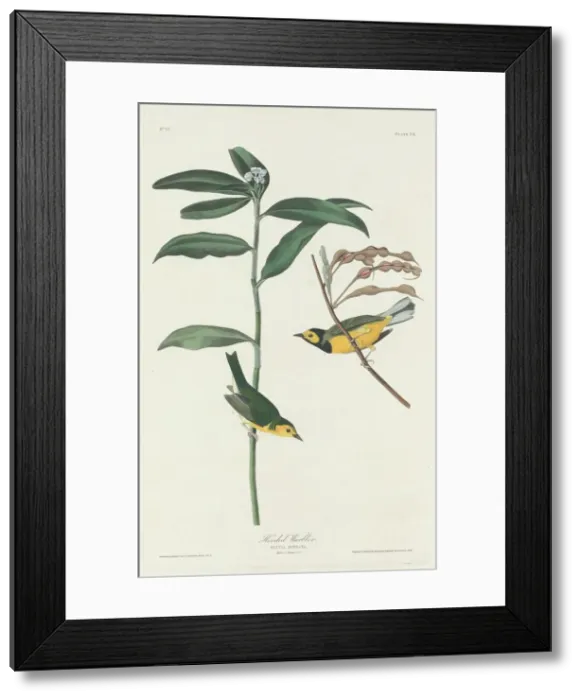 Framed Print : Hooded Warbler, 1831. Creator: Robert Havell Framed Print : Hooded Warbler, 1831. Creator: Robert Havell