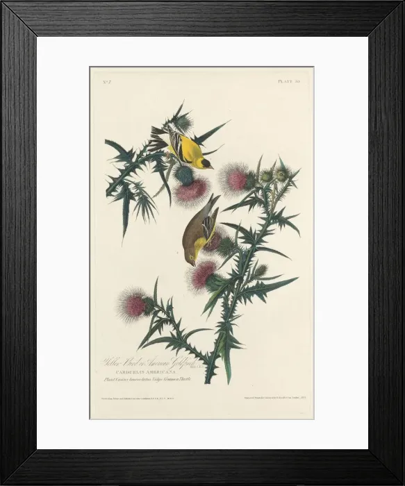 Framed Print : Yellow Bird or American Goldfinch, 1828. Creator: Robert Havell Framed Print : Yellow Bird or American Goldfinch, 1828. Creator: Robert Havell