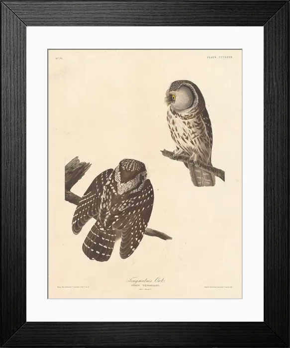 Framed Print : Tengmalms Owl, 1837. Creator: Robert Havell Framed Print : Tengmalms Owl, 1837. Creator: Robert Havell