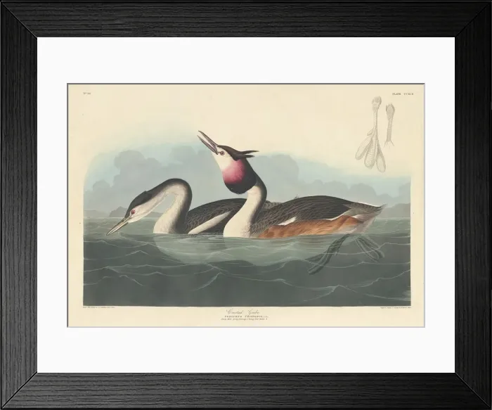 Framed Print : Crested Grebe, 1836. Creator: Robert Havell Framed Print : Crested Grebe, 1836. Creator: Robert Havell