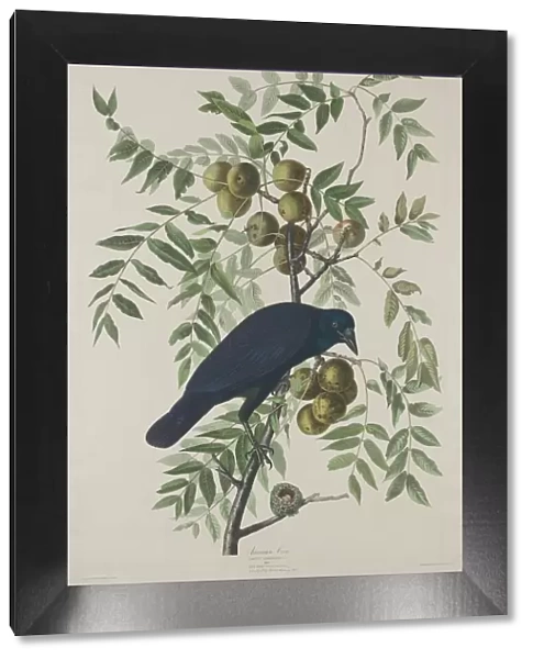 American Crow, 1833. Creator: Robert Havell