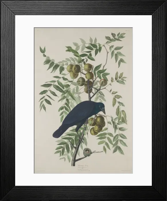 Framed Print : American Crow, 1833. Creator: Robert Havell Framed Print : American Crow, 1833. Creator: Robert Havell
