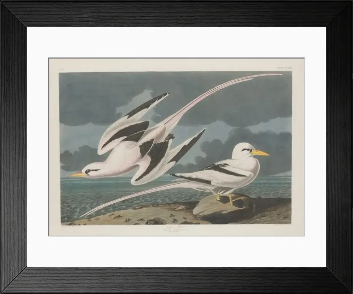 Framed Print : Tropic Bird, 1835. Creator: Robert Havell Framed Print : Tropic Bird, 1835. Creator: Robert Havell