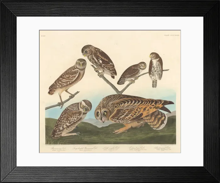 Framed Print : Burrowing Owl, Large-Headed Burrowing Owl andLittle Night Owl, 1838 Framed Print : Burrowing Owl, Large-Headed Burrowing Owl andLittle Night Owl, 1838
