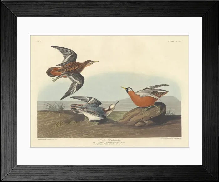 Framed Print : Red Phalarope, 1835. Creator: Robert Havell Framed Print : Red Phalarope, 1835. Creator: Robert Havell